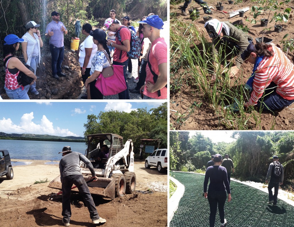 collage_bahia mosquito